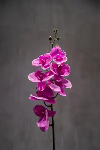 고품질 인공 꽃 50cm 호접란 난초 홈 오피스 웨딩 정원 팜파스 스타일 장식
