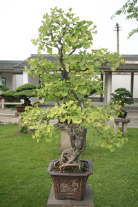Kit di pacchetti di lusso <span class=keywords><strong>giapponese</strong></span> per la scrofa <span class=keywords><strong>Bonsai</strong></span> in fibra di <span class=keywords><strong>vendita</strong></span> calda a misura di pavimento con Brillante e bouganville per uso domestico/giardino - Product Image 4