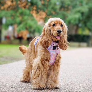 Arnés para Perro Transpirable y Personalizable, Arnés Resistente para Mascotas con Cierre <span class=keywords><strong>de</strong></span> Presión y Ribete Reflectante para <span class=keywords><strong>Seguridad</strong></span> Nocturna - Product Image 4