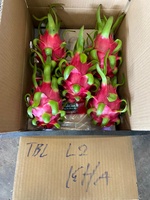 Verse Dragon Fruit Vietnam Ninh Thuan Graad AA Wit Vlees 50 Dagen Houdbaarheid Exportnormen Landbouw Tropisch 100%