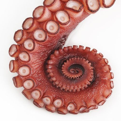 Factory Direct Sales Big Octopus Great