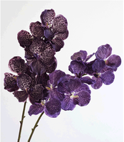 Orchidée blanche pour mariage et remise de diplôme - 7 têtes de fleurs artificielles Phalaenopsis au toucher réel pour la décoration de la maison