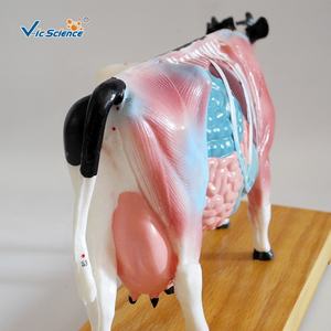 एक्यूपंक्चर मुक्त गाय जानवर शरीर रचना मॉडल के साथ 3 डी मॉडल पशु एक्यूपंक्चर मॉडल के साथ एक्यूपंक्चर मॉडल - Product Image 4