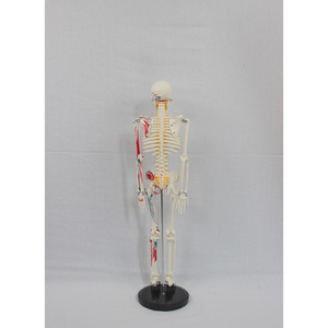 Matériel pédagogique médical de 85 cm avec bandes représentant les origines et les insertions musculaires latérales, disques intervertébraux, nerfs et squelette - Product Image 3