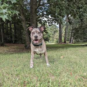 Country Brook Petz Collar de perro hecho en América para perros grandes, medianos, pequeños y cachorros-Nylon resistente de lujo en 33 deslumbrantes - Product Image 3