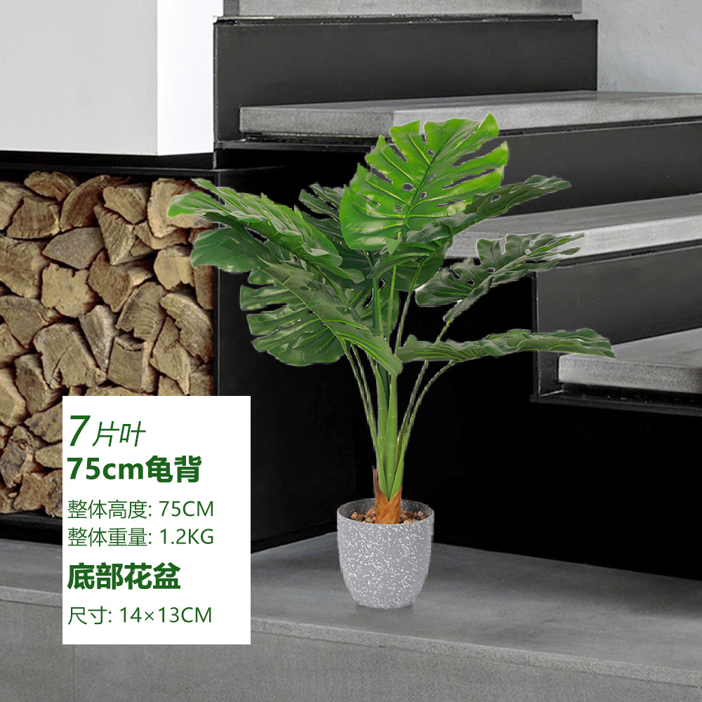 Monstera 75cm