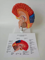 Modelo Anatómico de Cerebro Humano a Tamaño Real YULIN, con Zonas Funcionales Codificadas por Colores, Equipo de Enseñanza Médica, CE/ISO