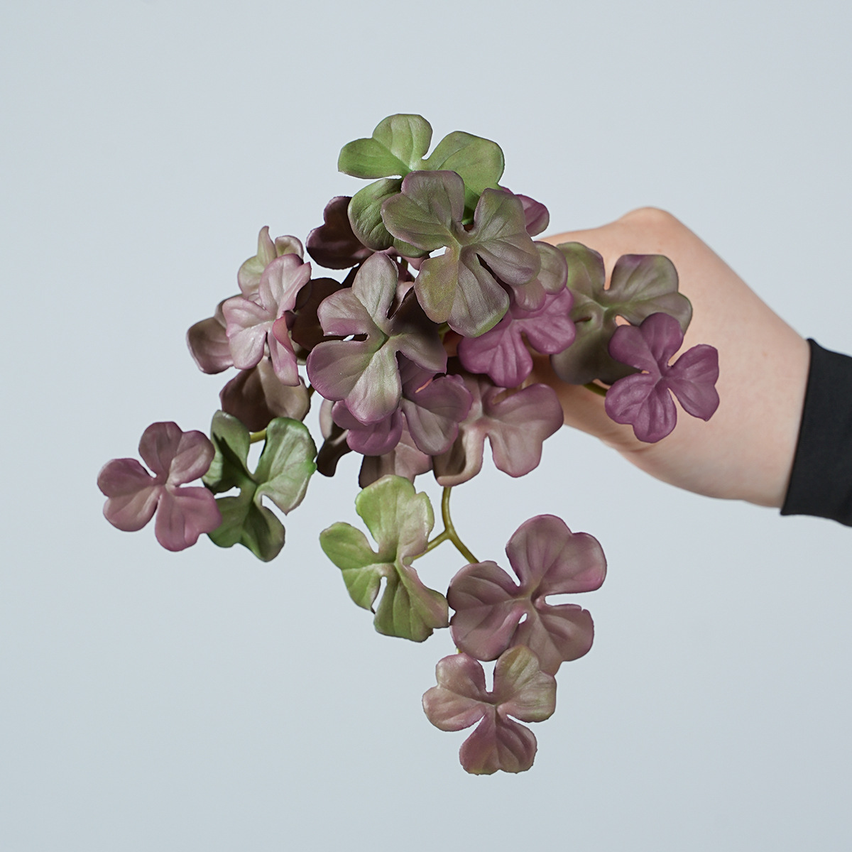 Trèfle petit bouquet violet