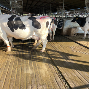 Le tapis de vache en caoutchouc laitier peut améliorer le confort des bovins laitiers et prévenir les risques de blessures - Product Image 5