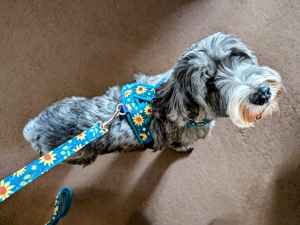 Harnais pour chien doublé de polaire Teal Suowers - Product Image 4