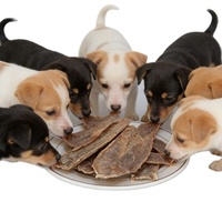 Friandises pour chiens les plus vendues : Bouchées dentaires naturelles au canard riches en protéines, nutrition équilibrée, friandises à la viande séchée de poitrine de canard pour chiens