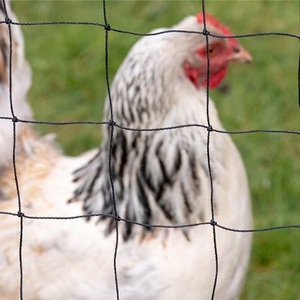 Filet <span class=keywords><strong>anti</strong></span>-oiseaux noué en HDPE 10*20M, maille de 3/4 pouce, protection contre les poulets, les oiseaux et les <span class=keywords><strong>moineaux</strong></span> - Product Image 3