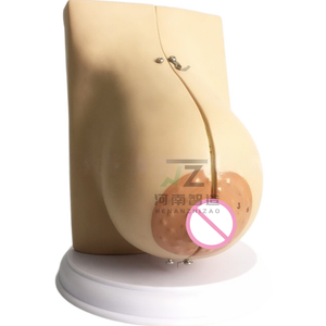 Modèle anatomique de sein féminin humain en phase de lactation pour l'enseignement médical et l'anatomie - Product Image 5