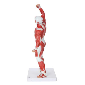 Modelo de Anatomía Muscular Superficial Humana de <span class=keywords><strong>Cuerpo</strong></span> Completo de 50 cm para Entrenamiento en Escuelas y Hospitales - Product Image 3
