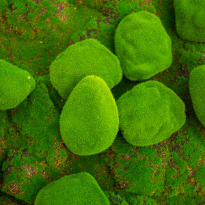 Artificial <strong>Moss</strong> Stone Poly Dragon Hair Planting Small Stone Foam <strong>Moss</strong> Ball Bonsai Micro Landscape With <strong>Moss</strong> Stone - Product Image 4