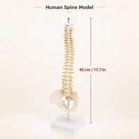 Modèle de colonne vertébrale et de bassin humains GelsonLab HSBM-110 45CM, modèle d'anatomie médicale en plastique