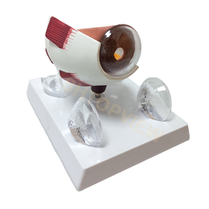 Modèle d'instruments optiques LTB-M2, équipement ophtalmique avec machine oculaire, autres caractéristiques, modèle d'<span class=keywords><strong>ophtalmologie</strong></span> pour les cliniques hospitalières - Product Image 2