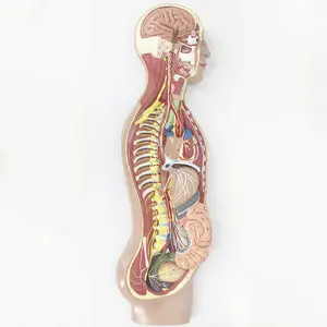 Modelo de anatomia nervosa bmn/h025, modelo de sistema nervoso humano autêntico, anatomia nervosa