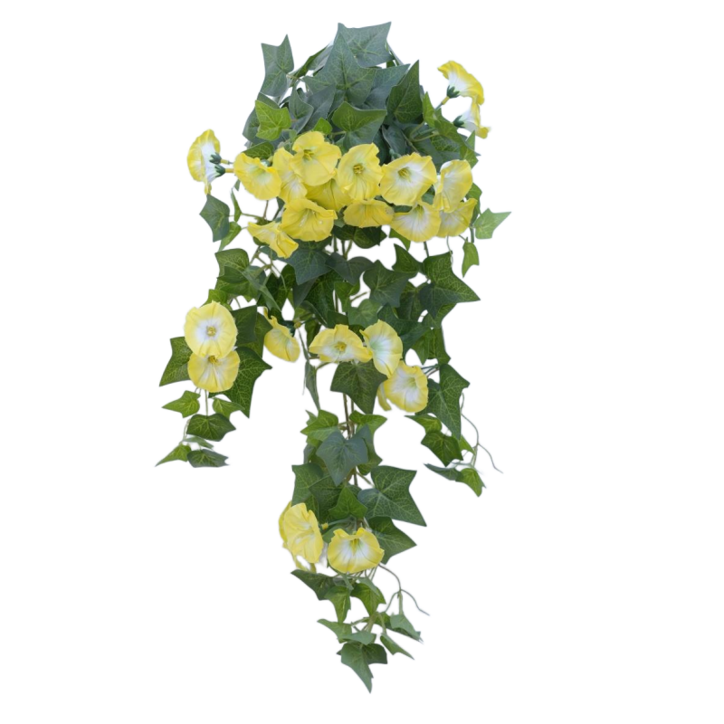 Gloire du matin (jaune)