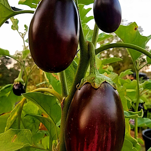 Graines d'aubergine Moon Star Black Beauty, haute germination, hybride F1 - Product Image 2