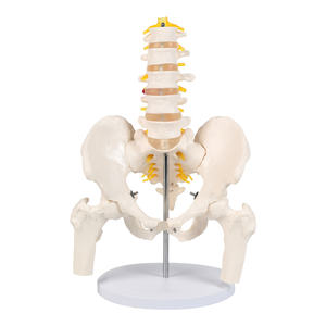 • الفقرات القطنية البشرية من خمسة أقسام مع عظم الحوض والعصب الفقري نموذج الهيكل العظمي لأمراض النساء والتوليد وجراحة العظام - Product Image 1