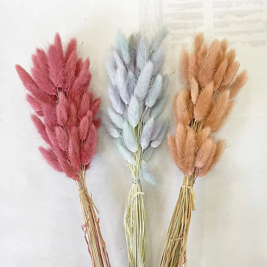 Hot selling decorative flowers natural dried bunny tails grass pampas boho decor