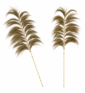 Natural <b>Dried</b> Pampas <b>Grass</b> Feathers Fluffy Decorative Plant for Wedding Eco Friendly Home Decoration - Product Image 3