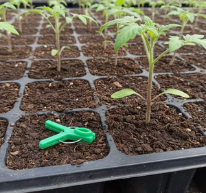 Offre Spéciale – Clips de greffage à ressort en plastique vert de haute qualité, haute performance, pour concombres, aubergines et <span class=keywords><strong>tomates</strong></span> (pour le marché international) - Product Image 4