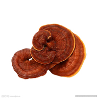 Extrait de corps fruiteur de champignon Reishi KEPLER – Prix compétitif direct usine