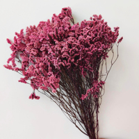Fleurs Séchées Naturelles Écologiques Décoratives Plantes Préservées Feuille de Limonium Herbe Éternelle Cristalline Décoration Maison Mariage