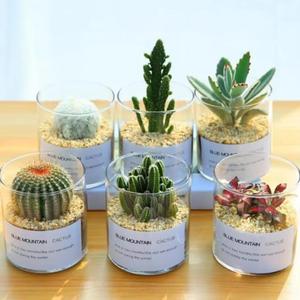 Tanque de Almacenamiento de Varios Tamaños, Cilindro para Plantas, Botella Hidropónica para Suculentas, Florero de Vidrio Transparente para Decoración del Hogar y Sala de Estar - Product Image 6