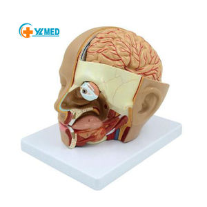 Modèle anatomique du cerveau humain de la structure de la tête humaine détachable et assemblage des vaisseaux sanguins tronc cérébral et nerfs - Product Image 1