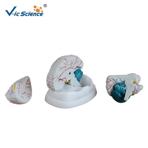 Giải phẫu người của mô hình giảng dạy mô phỏng não mô hình não phong cách mới Mô hình giải phẫu não mô hình nhựa - Product Image 2