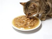 Nourriture pour chats en conserve, nourriture premium pour chats, gros morceaux de viande tendre en sauce, riche en protéines, sans céréales, nourriture humide pour chats de toutes races, 400g