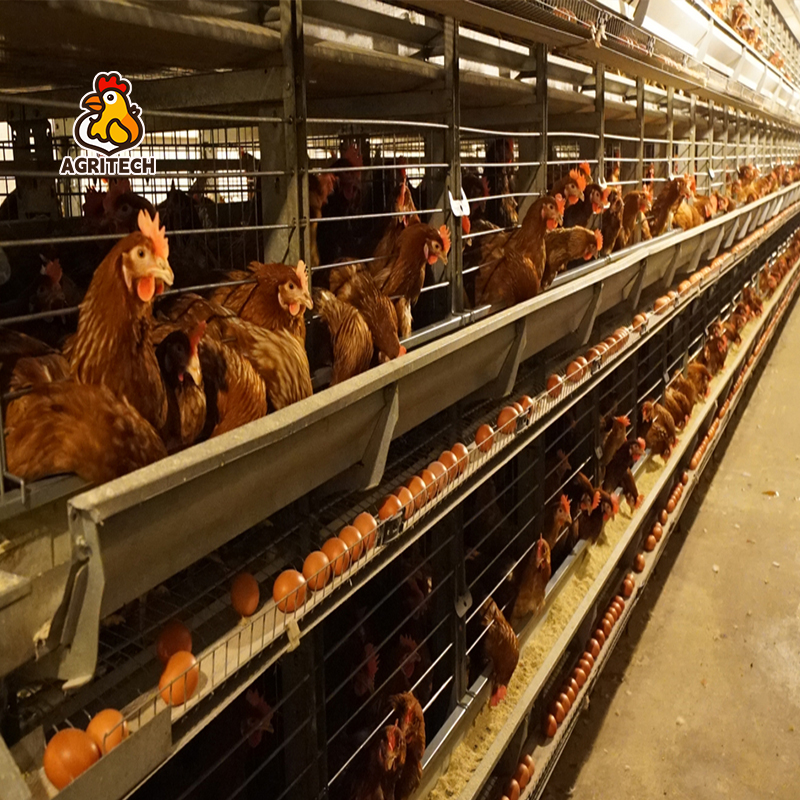 chicken rearing cages