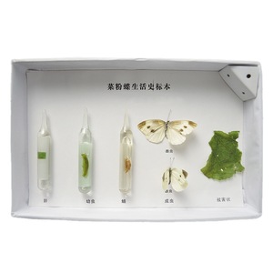 Especímenes de Historia Vida del Mariposa Blanca del Repollo, Equipo Didáctico, Suministro Directo de Fábrica, Especímenes de Insectos, Para Niños - Product Image 5