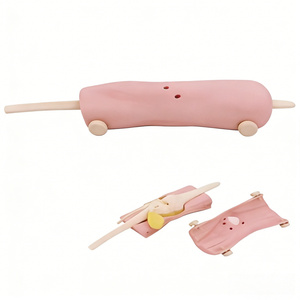 Modello Anatomico per Artroscopia del Ginocchio per Formazione in Scienze Mediche - Product Image 4