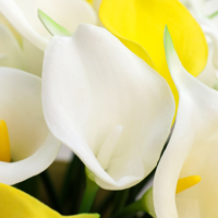 Vente en gros usine – Mini Calla artificielle effet naturel 37 cm en vrac pour bouquet de mariage, vase et décoration florale