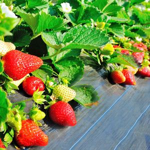 Bloc de contrôle des mauvaises herbes OEM pour l'agriculture, tapis de couverture du <span class=keywords><strong>sol</strong></span>, tissu non tissé PP Spunbond 20gr, pour application agricole - Product Image 5