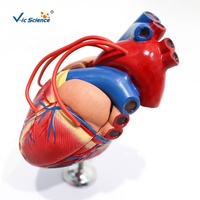 Modèle anatomique de cœur humain démontable en 2 parties pour l'enseignement et la présentation de la structure du système cardiovasculaire CE/ISO/ROHS/CNAS
