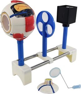 Modèle d'imagerie de l'œil, modèle éducatif de <span class=keywords><strong>formation</strong></span> de l'image oculaire pour l'affichage éducatif ou la communication avec les patients - Product Image 5