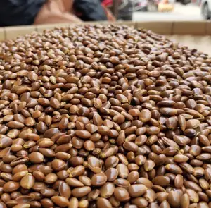 1kg di <span class=keywords><strong>Semi</strong></span> di <span class=keywords><strong>Anice</strong></span> Stellato Naturale Essiccati Grezzi <span class=keywords><strong>in</strong></span> Vendita - Product Image 1