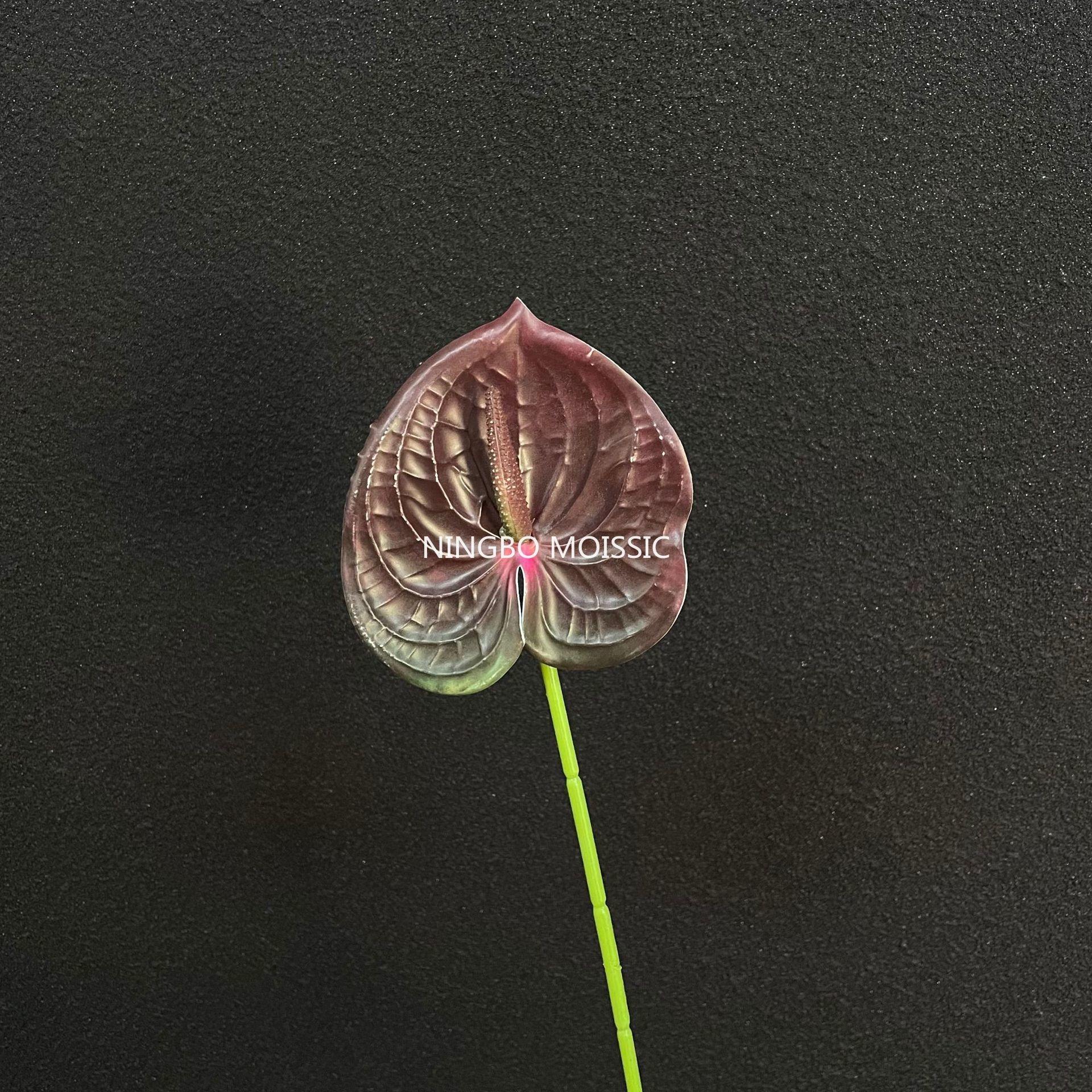 กุหลาบต้นแมดเด