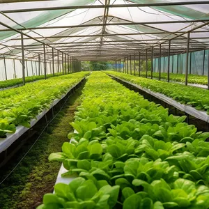 Agriculture Growing Plant Aeroponic Hydroponic system Farm irrigation Equipment Aeroponic NFT indoor vegetable fruit cultivation