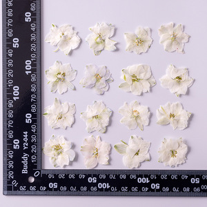 Flores Secas <span class=keywords><strong>de</strong></span> Houldstooth, Flores Prensadas para Manualidades, Marcador con Relieve, Flores Secas en Goma, Carcasa <span class=keywords><strong>de</strong></span> Teléfono con Flores Secas, Especímenes <span class=keywords><strong>de</strong></span> Plantas - Product Image 4