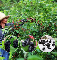 Groothandel Bulk Gezonde Instant Snacks Droog Zwart Fruit Gedroogde Moerbei