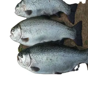 Natural Fresh Factory Wholesale Price Frozen Salmon Fish Fresh Salmon Price Buy Salmon fish