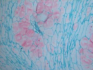 مجهر مختبر للطلاب تعليمي بيولوجي في الهواء الطلق ثنائي المنظار - Product Image 6