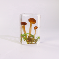 Petits spécimens de plantes séchées pour taxidermie, décoration biologique, champignons, artisanat en résine fait main