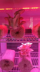 Gabinete Hidropónico Inteligente <span class=keywords><strong>de</strong></span> Múltiples Niveles, Sistema Vertical, <span class=keywords><strong>Cultivo</strong></span> Automatizado en Interiores, Caja <span class=keywords><strong>de</strong></span> <span class=keywords><strong>Cultivo</strong></span> Doméstica, <span class=keywords><strong>Cultivo</strong></span> sin Suelo, Bomba <span class=keywords><strong>de</strong></span> Riego - Product Image 5